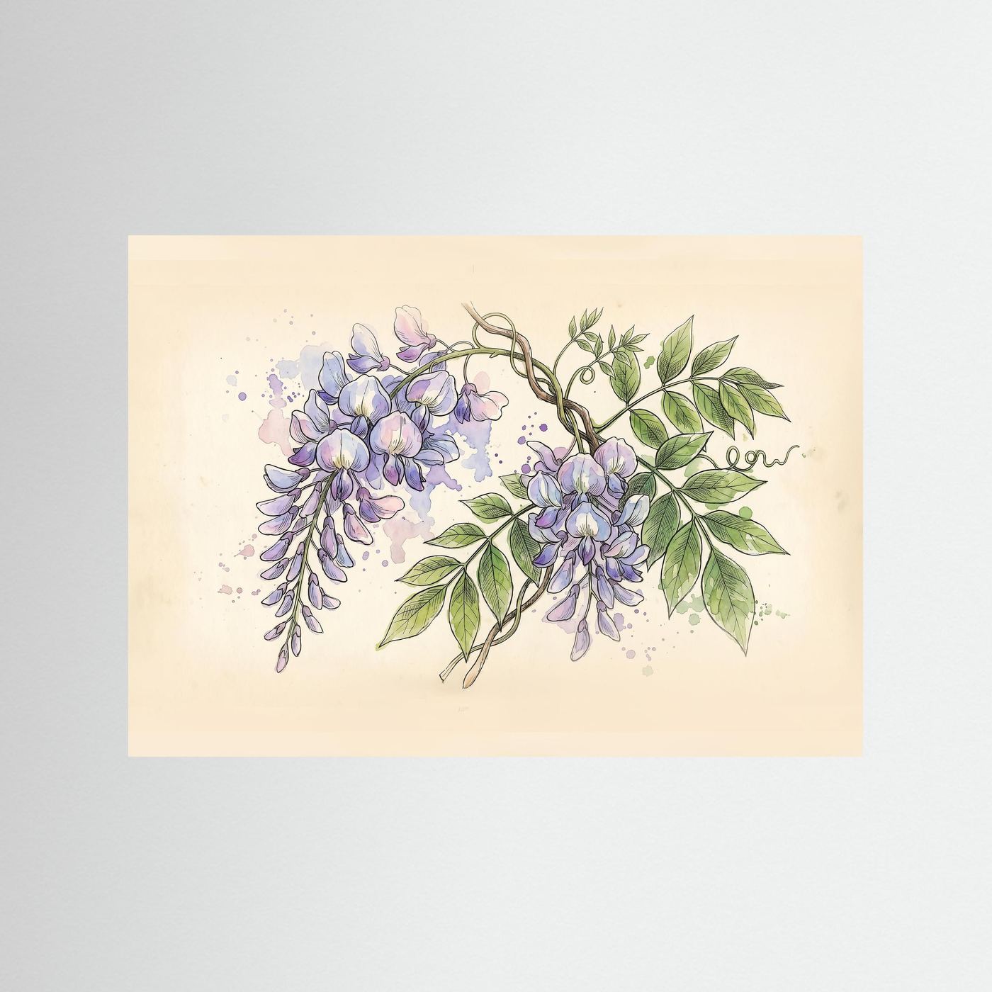 Wisteria / Botanical Print